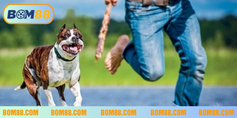 Chiêm bao thấy chó đuổi theo mang đến may mắn về tài chính